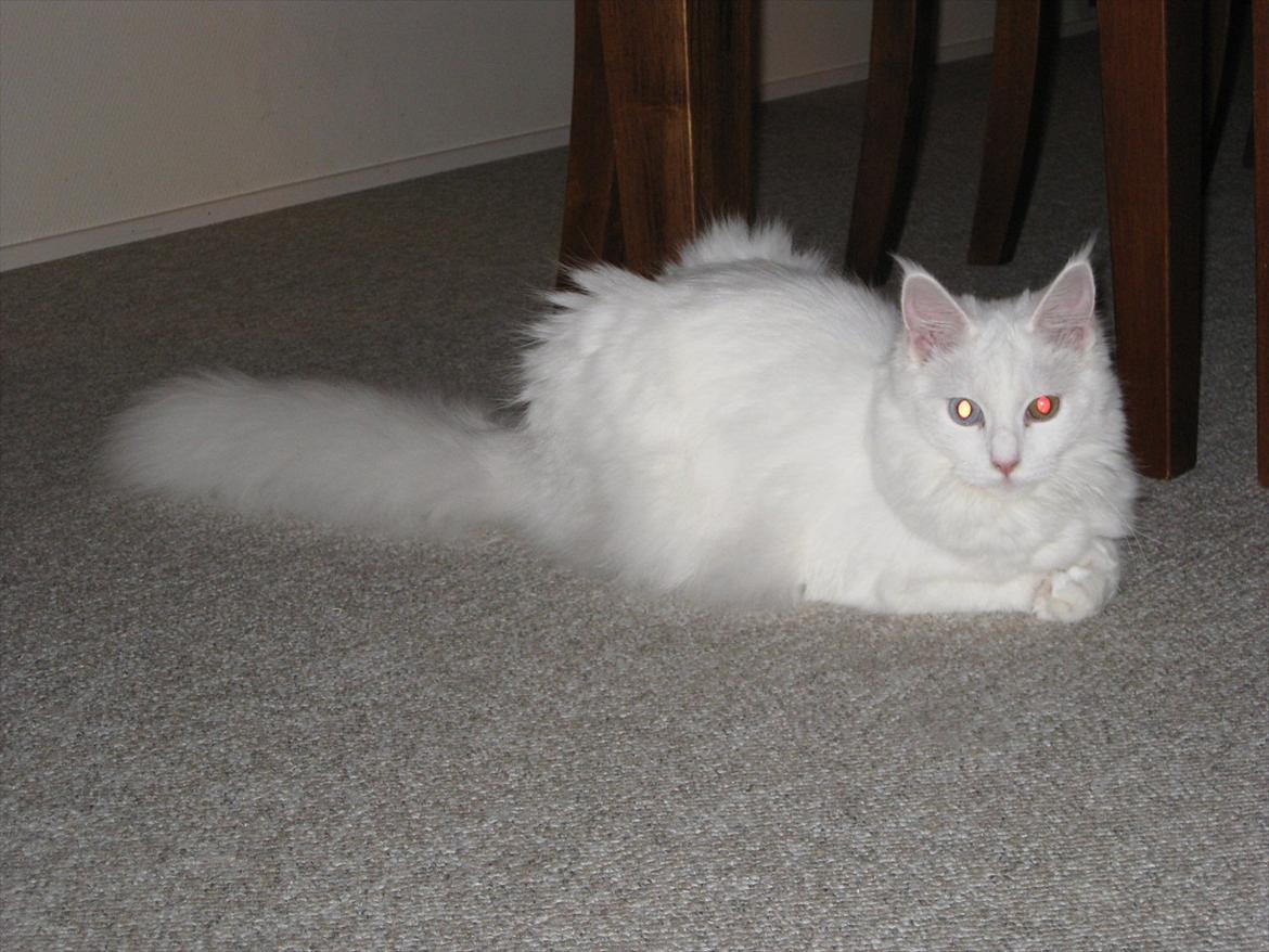 Maine Coon Futte  billede 3