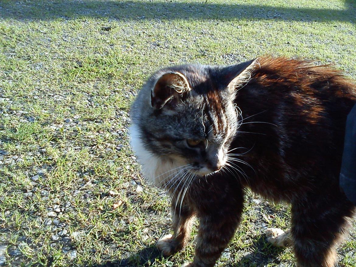 Blanding af racer MR. Saxso billede 3