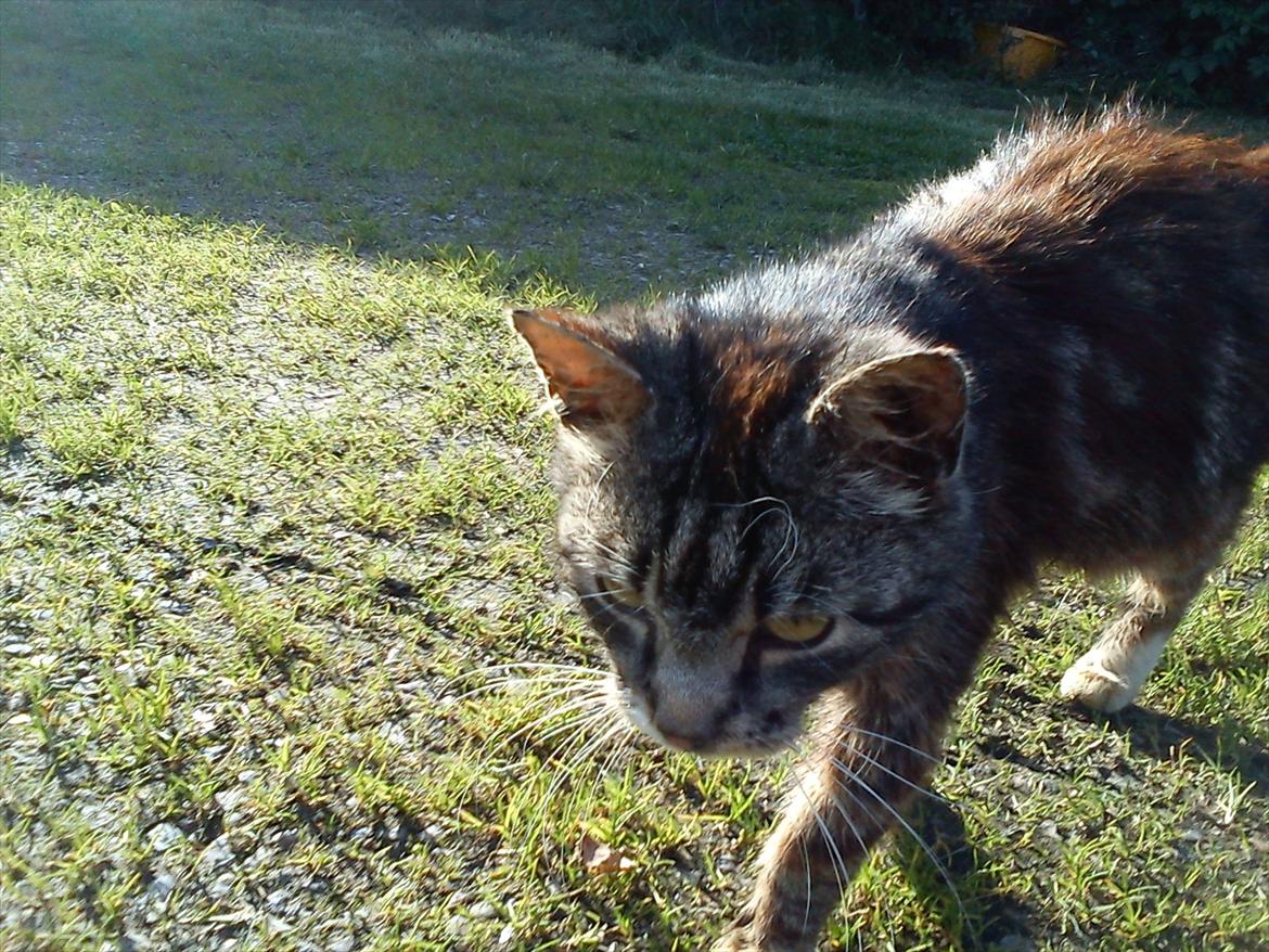 Blanding af racer MR. Saxso billede 4