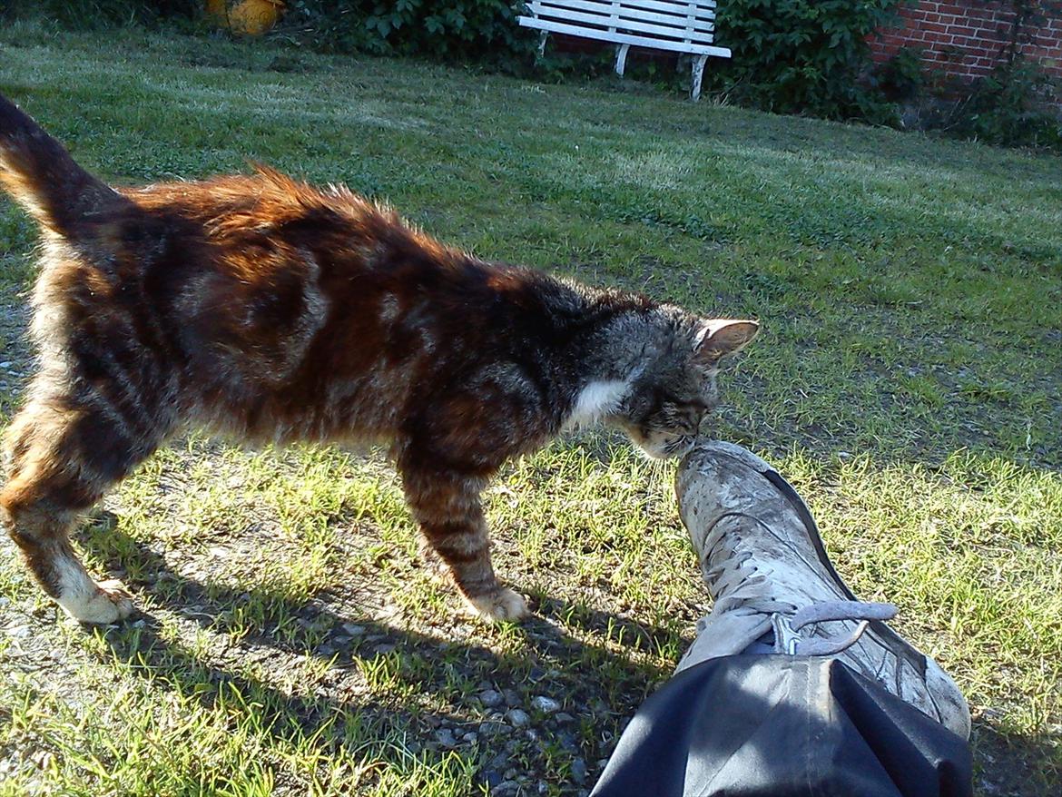 Blanding af racer MR. Saxso billede 5