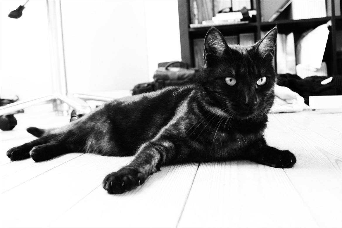 Blanding af racer Perle `Puma´<3 billede 12