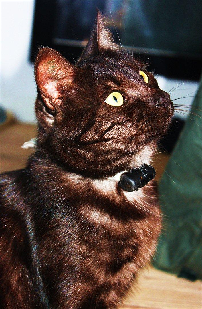 Blanding af racer Perle `Puma´<3 billede 2