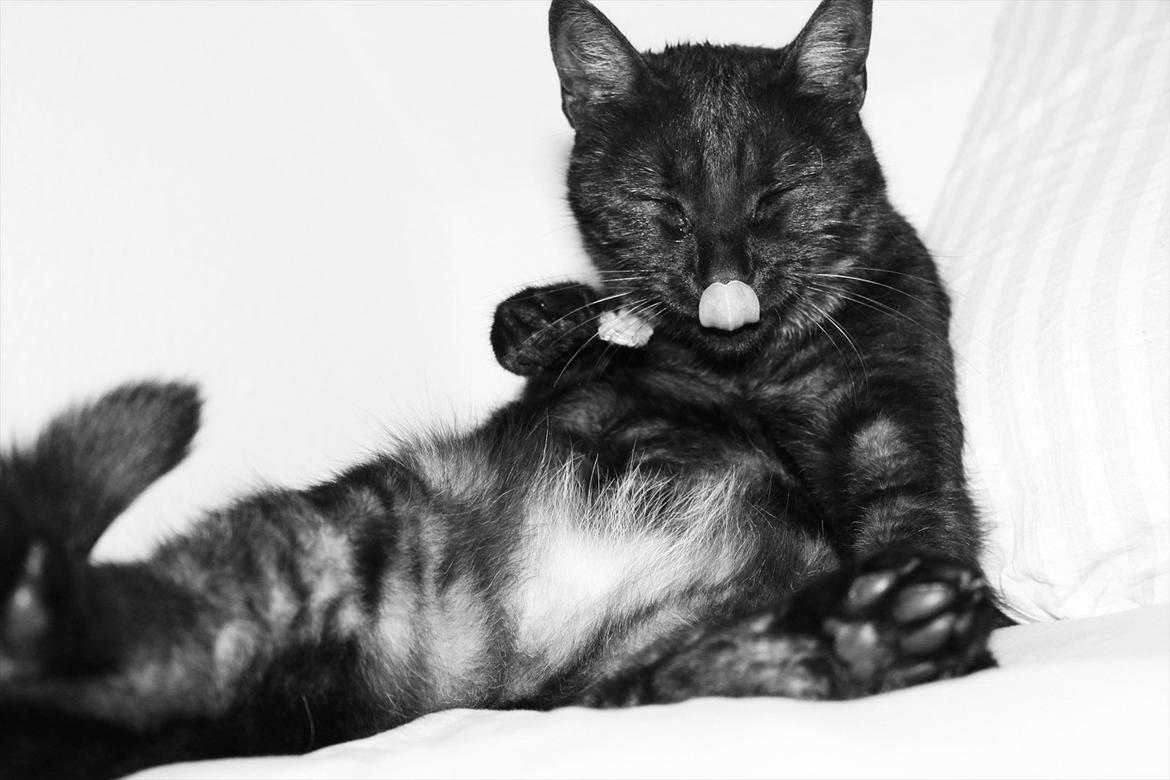 Blanding af racer Perle `Puma´<3 billede 16