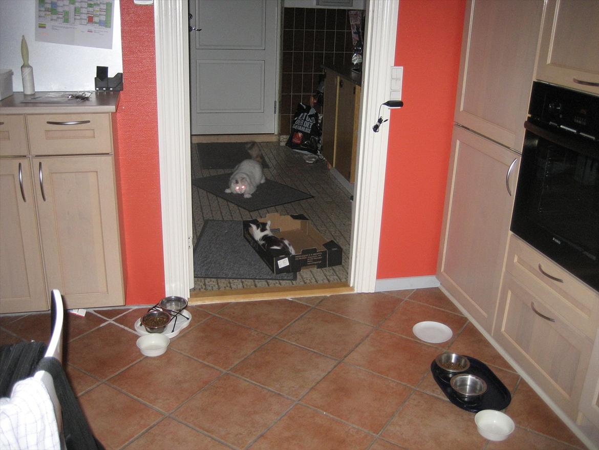 British Shorthair BUFF billede 10