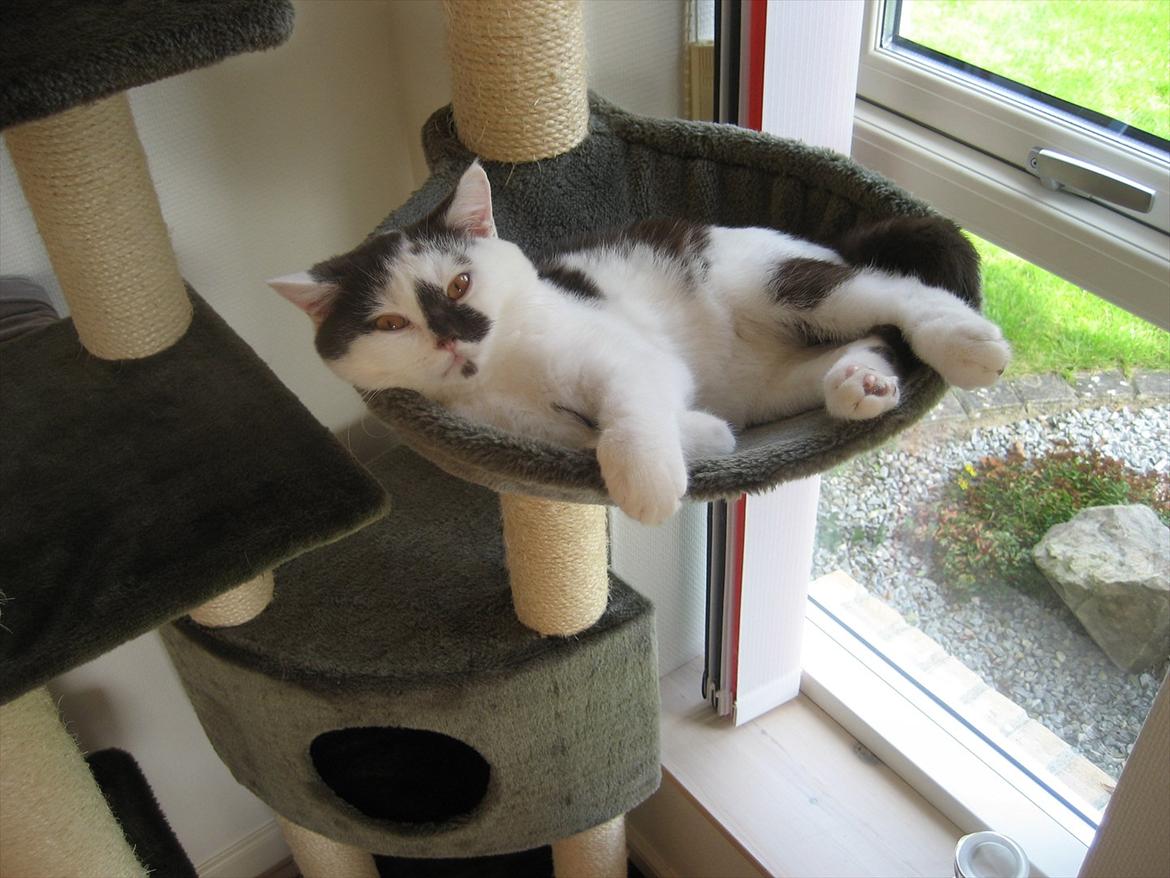 British Shorthair BUFF billede 11