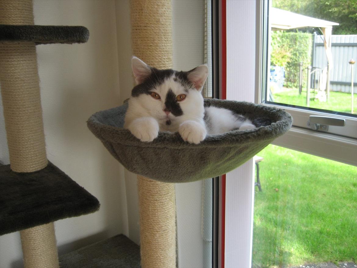 British Shorthair BUFF billede 12