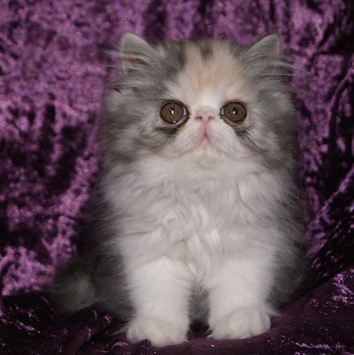 Perser DK Erdabi Sweet Hope Sofia - DK Erdabi Sweet Hope Sofia billede 1