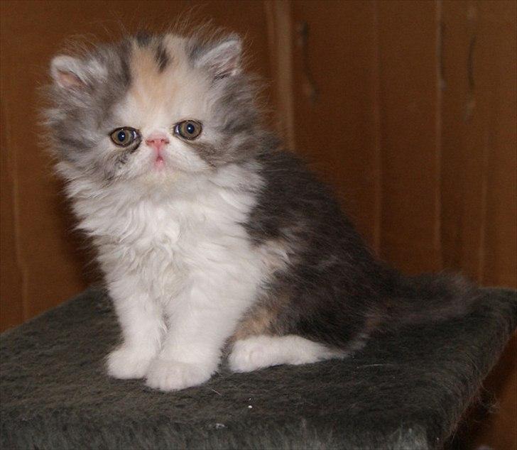 Perser DK Erdabi Sweet Hope Sofia - DK Erdabi Sweet Hope Sofia billede 2