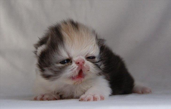 Perser DK Erdabi Sweet Hope Sofia - DK Erdabi Sweet Hope Sofia billede 3