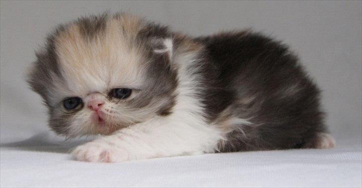 Perser DK Erdabi Sweet Hope Sofia - DK Erdabi Sweet Hope Sofia billede 4