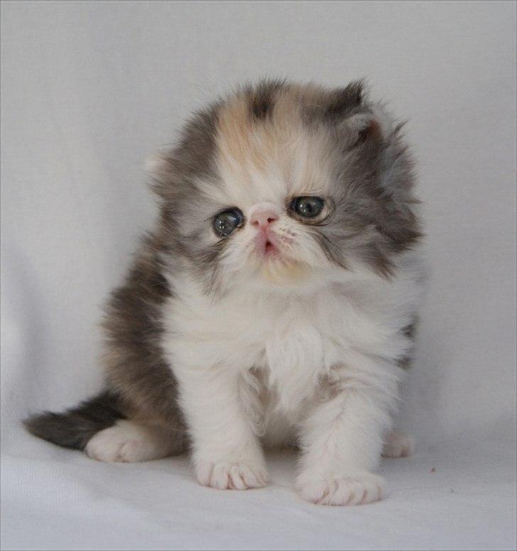 Perser DK Erdabi Sweet Hope Sofia - DK Erdabi Sweet Hope Sofia billede 5