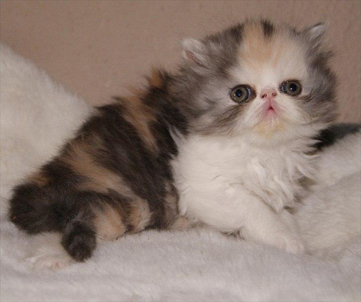 Perser DK Erdabi Sweet Hope Sofia - DK Erdabi Sweet Hope Sofia billede 6