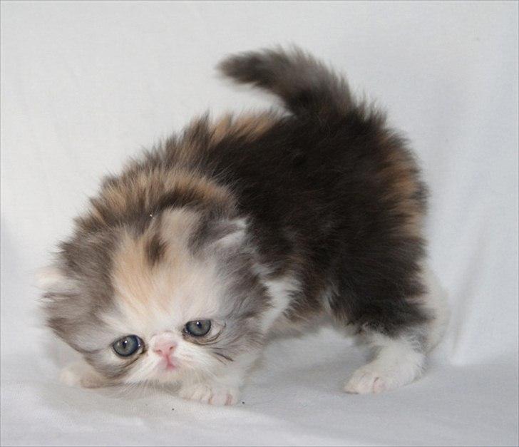 Perser DK Erdabi Sweet Hope Sofia - DK Erdabi Sweet Hope Sofia billede 7