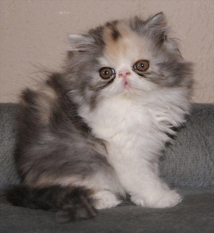 Perser DK Erdabi Sweet Hope Sofia - DK Erdabi Sweet Hope Sofia billede 8