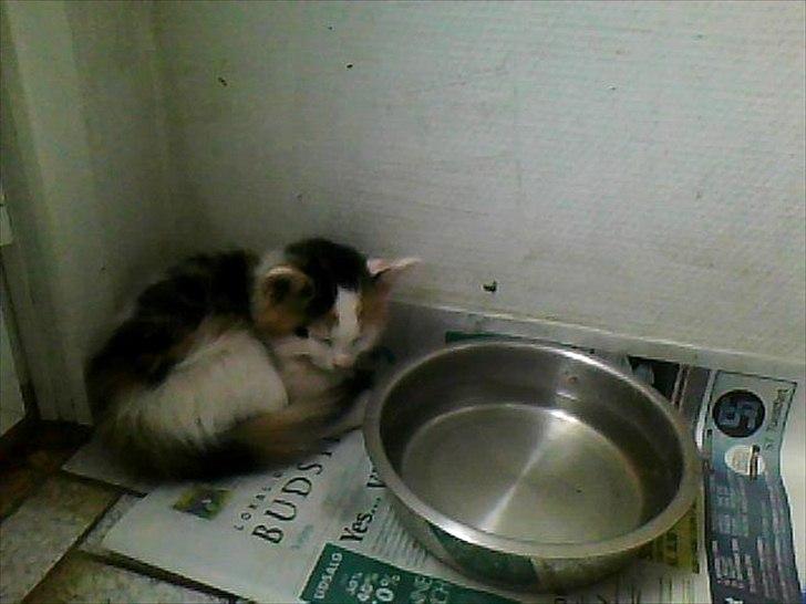 Blanding af racer Princesse. - Lille princesse får sig en middags lur. billede 2