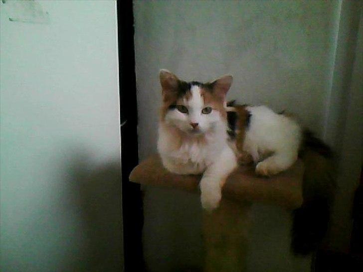 Blanding af racer Princesse. - Lille princesse hygger sig. billede 1