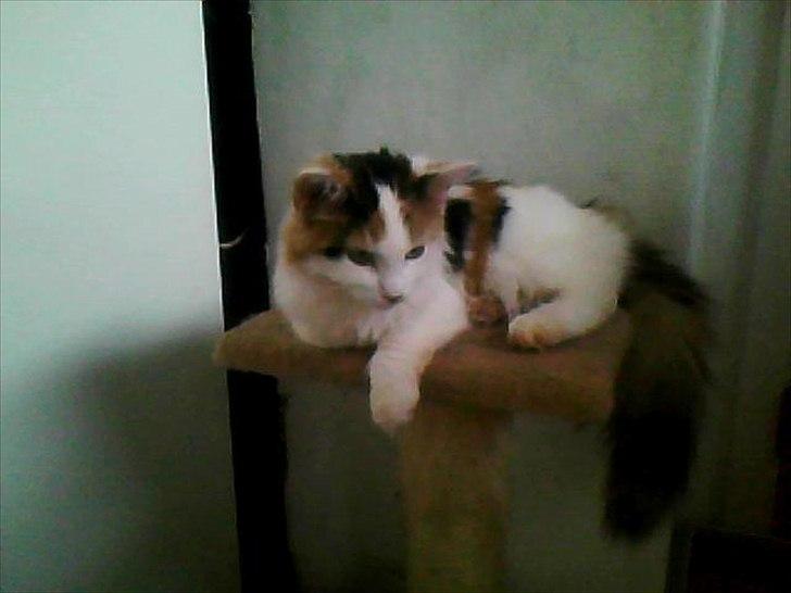 Blanding af racer Princesse. billede 3