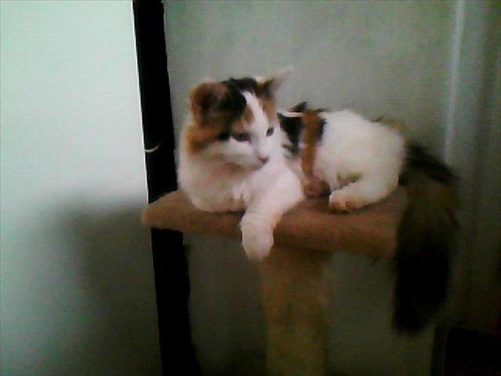 Blanding af racer Princesse. billede 4