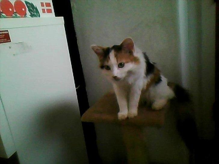 Blanding af racer Princesse. billede 5