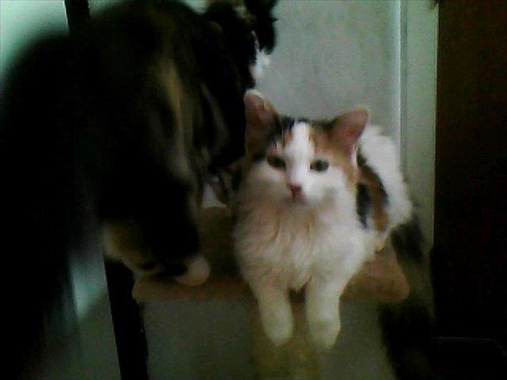 Blanding af racer Princesse. - Godt at slappe lidt af. billede 6