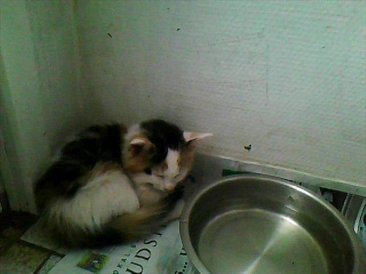 Blanding af racer Princesse. billede 7