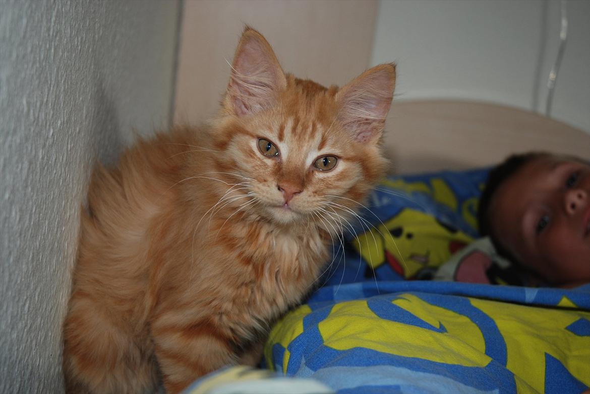 Norsk Skovkat Storm billede 10