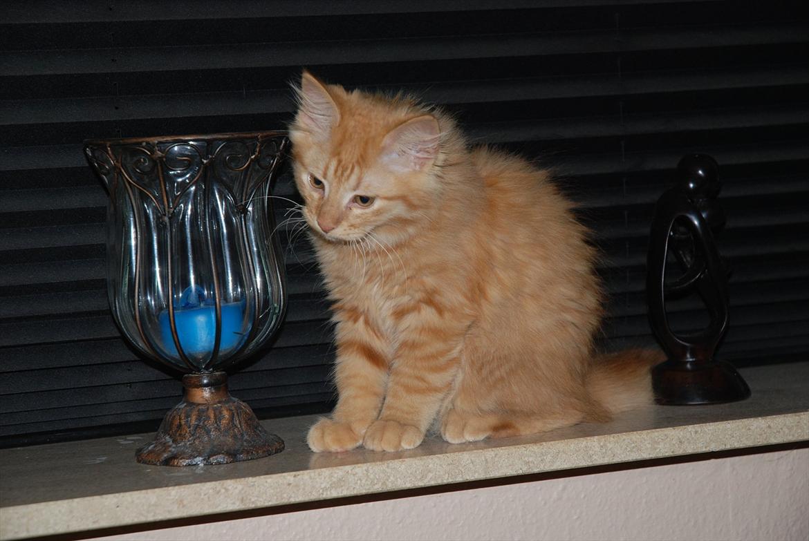 Norsk Skovkat Storm billede 12