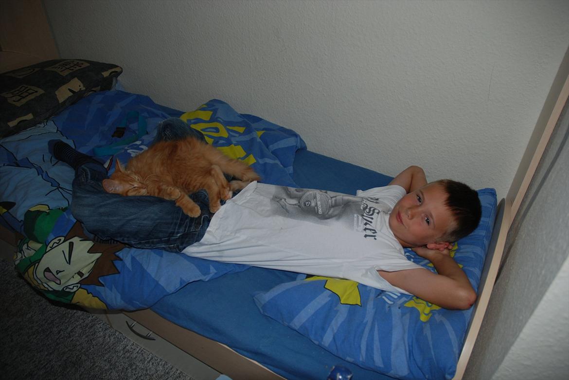 Norsk Skovkat Storm billede 13