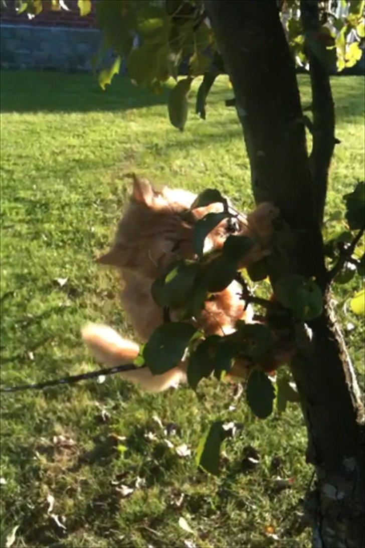 Norsk Skovkat Storm billede 14