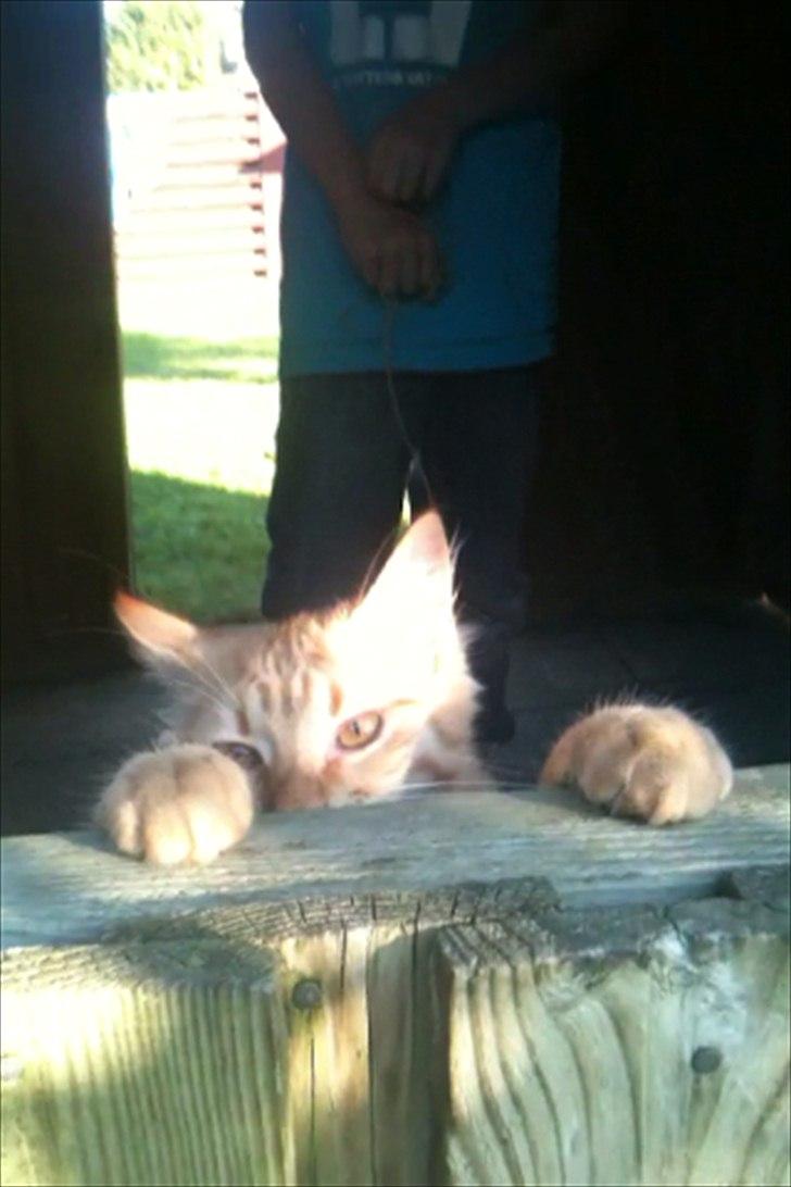 Norsk Skovkat Storm billede 15