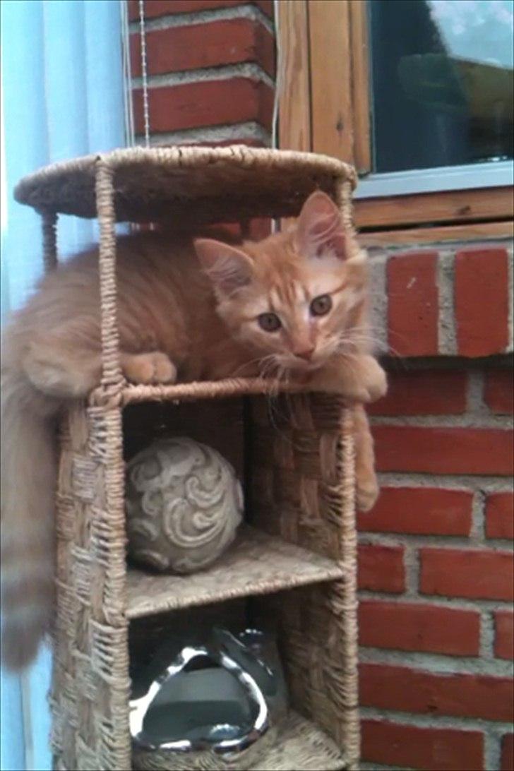 Norsk Skovkat Storm billede 16