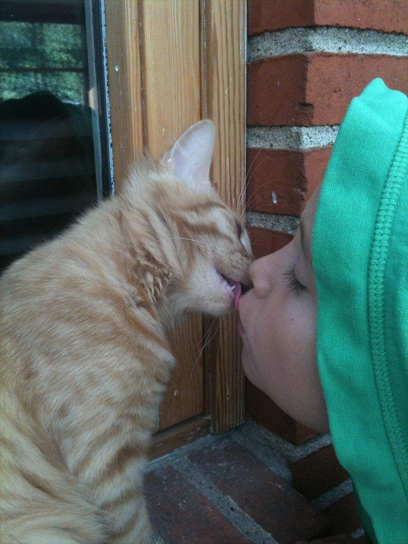 Norsk Skovkat Storm billede 17