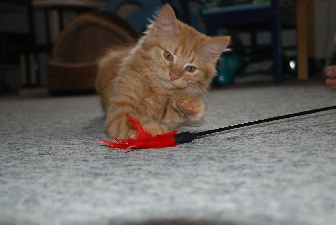 Norsk Skovkat Storm billede 18