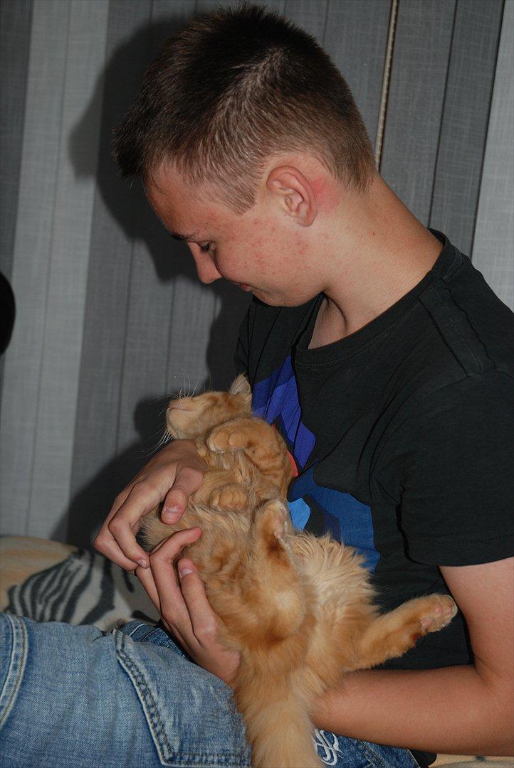 Norsk Skovkat Storm billede 19