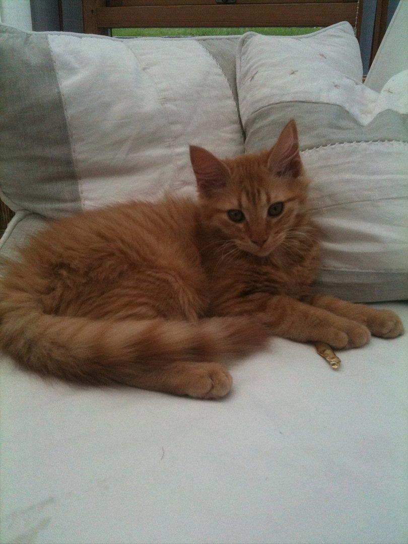 Norsk Skovkat Storm billede 20