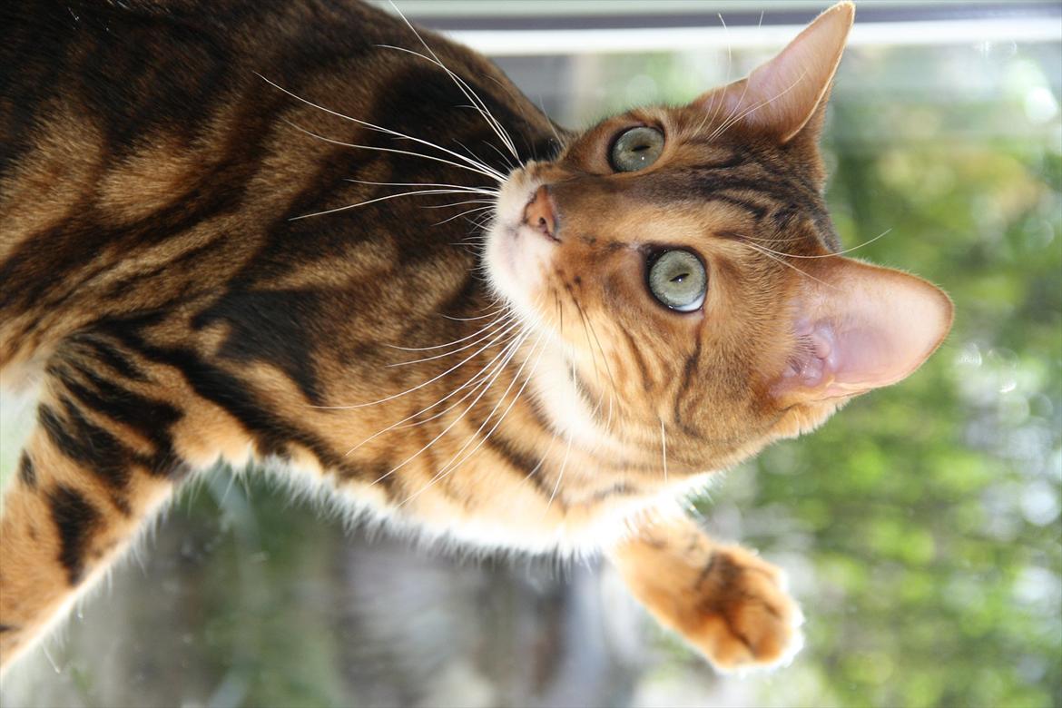 Bengal Nando billede 20