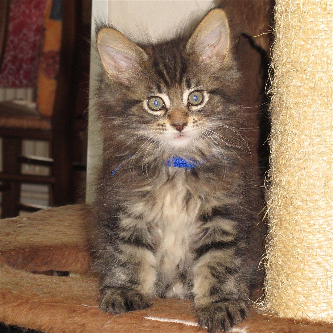 Maine Coon AnkiCoon's 57 Chevy - "Theo" billede 17