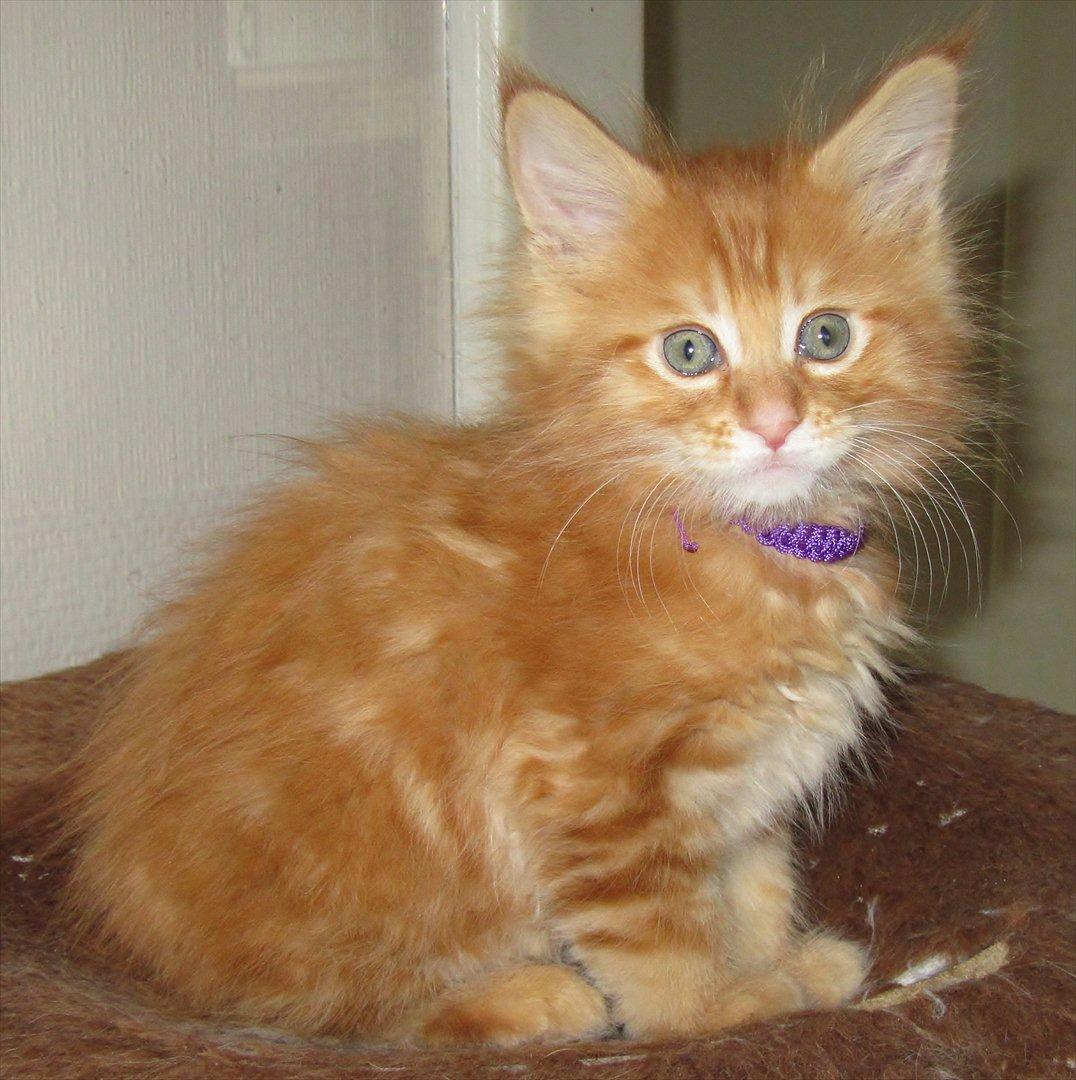 Maine Coon AnkiCoon's Hot Pepper - "Toby" billede 19