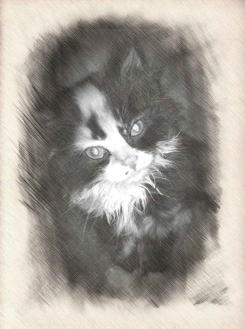 Blanding af racer Baileys billede 1