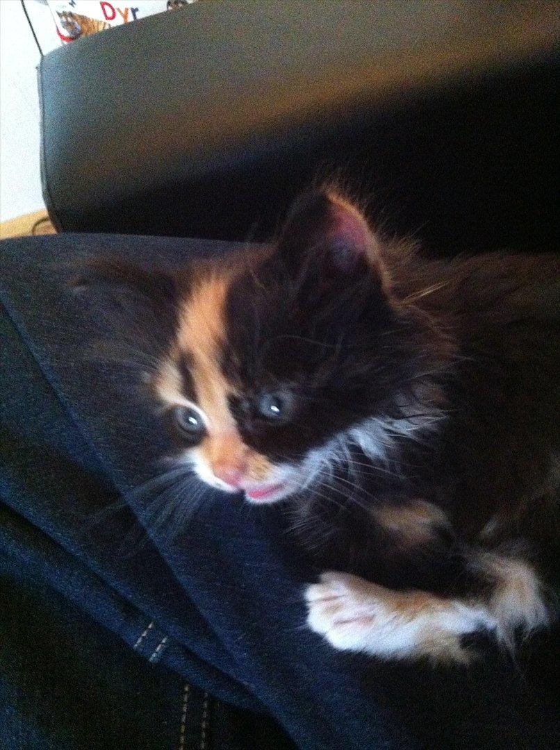 Blanding af racer Baileys billede 8