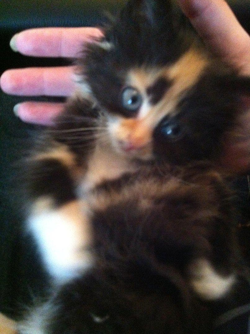 Blanding af racer Baileys billede 2