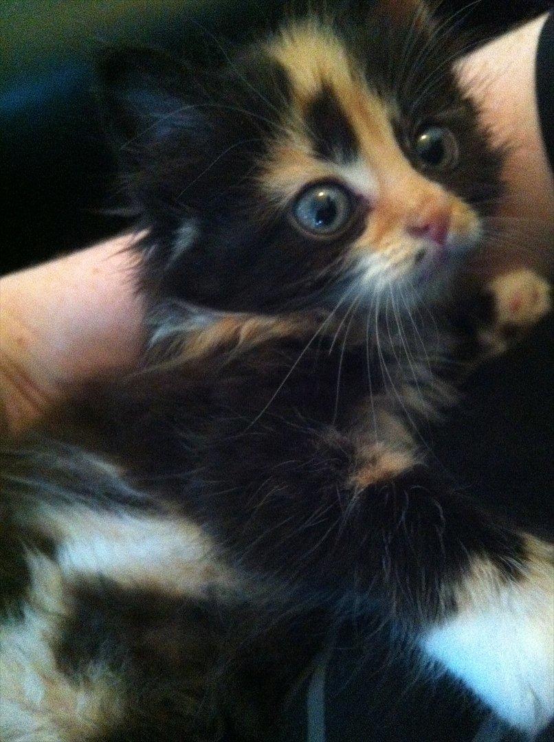 Blanding af racer Baileys billede 3