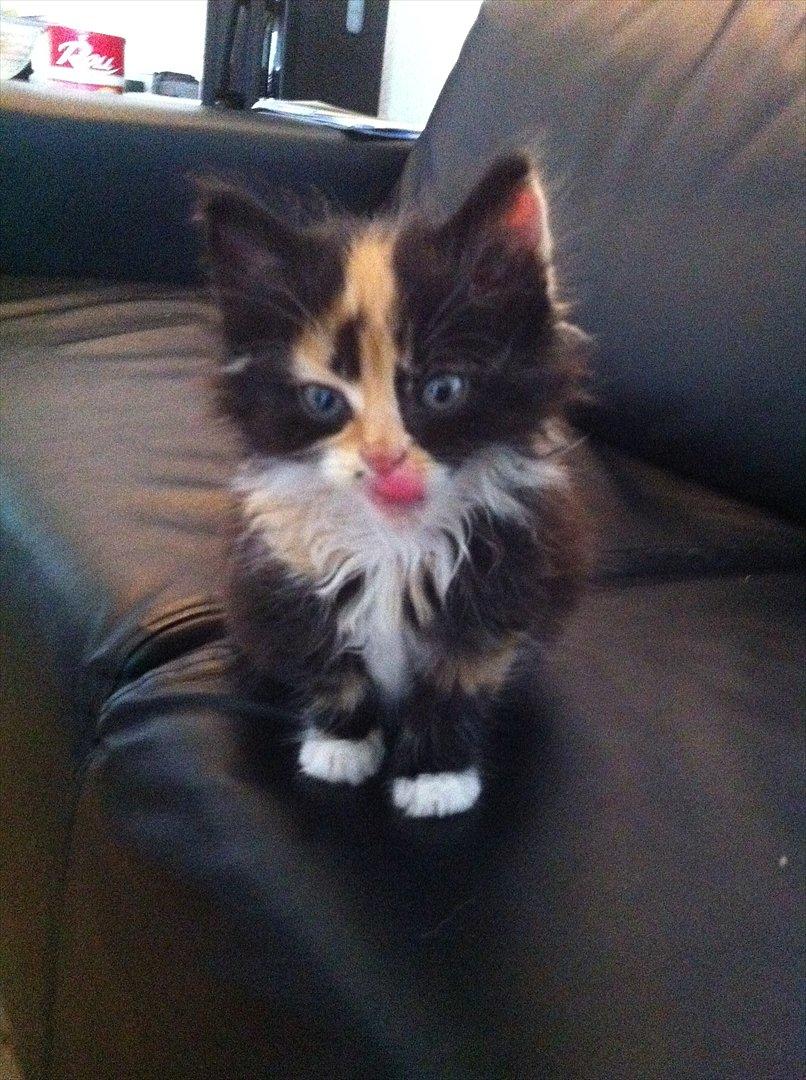 Blanding af racer Baileys billede 4