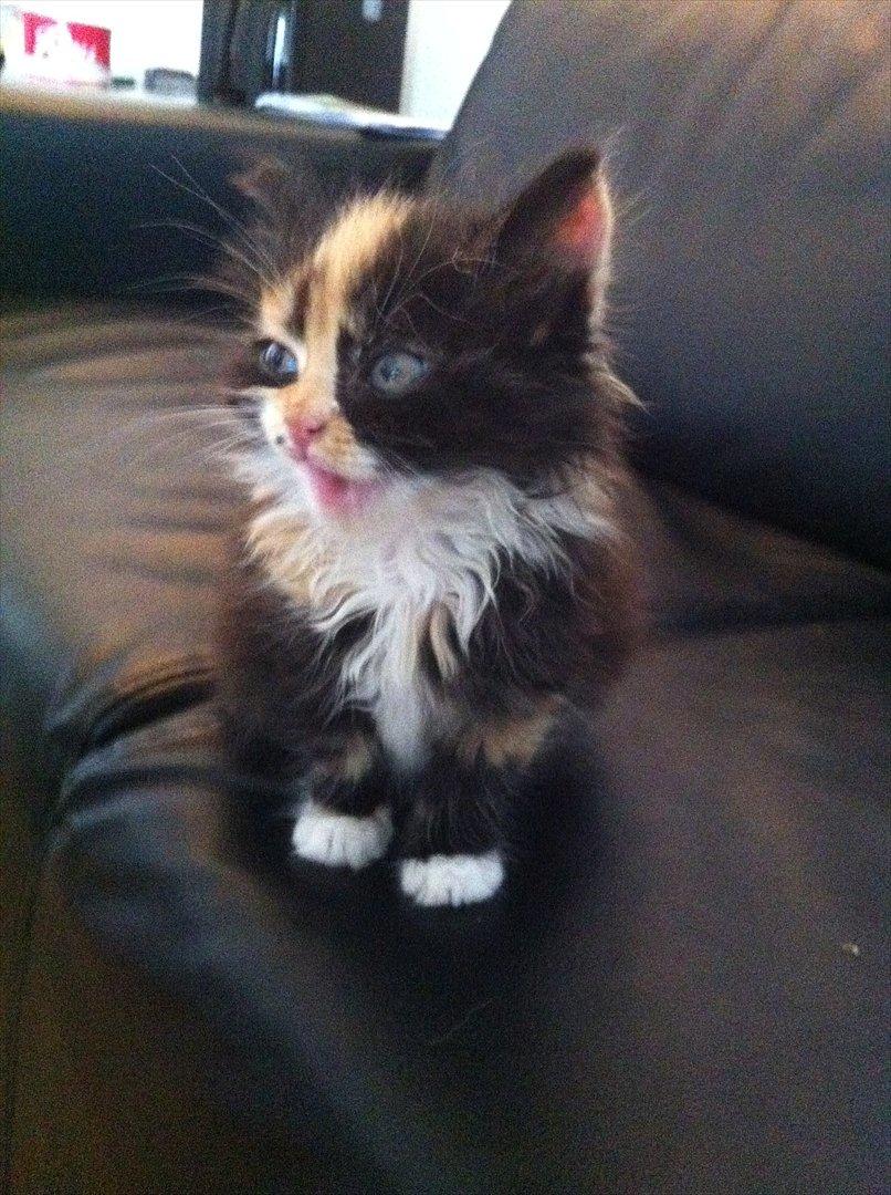 Blanding af racer Baileys billede 5