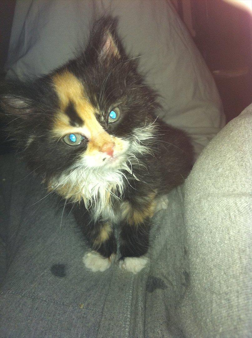 Blanding af racer Baileys billede 6