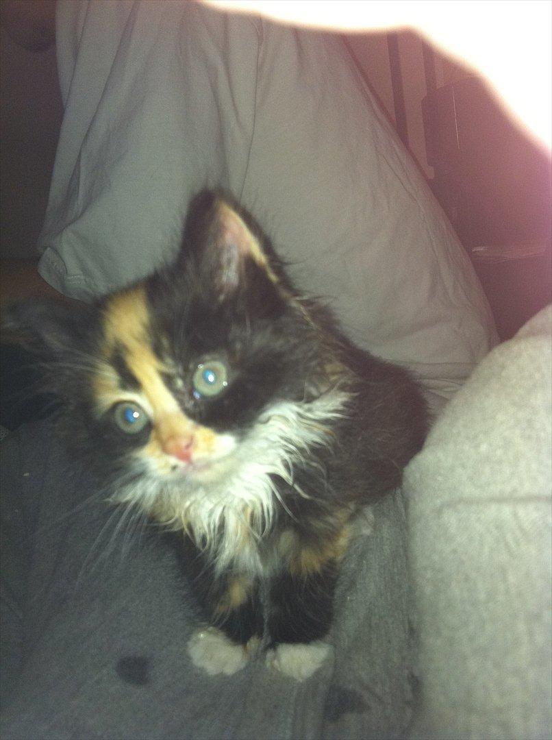 Blanding af racer Baileys billede 7