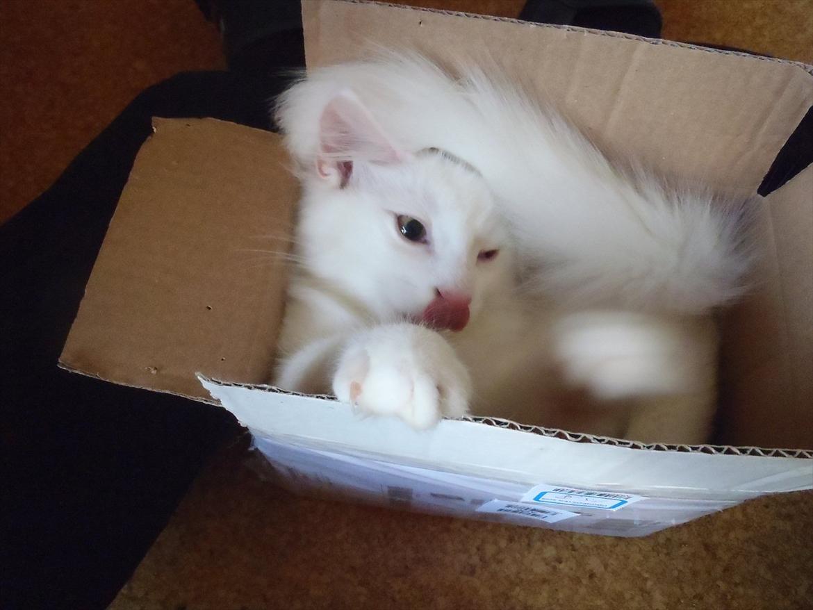 Norsk Skovkat *Avalon* - Dk Theen's Bromus billede 7