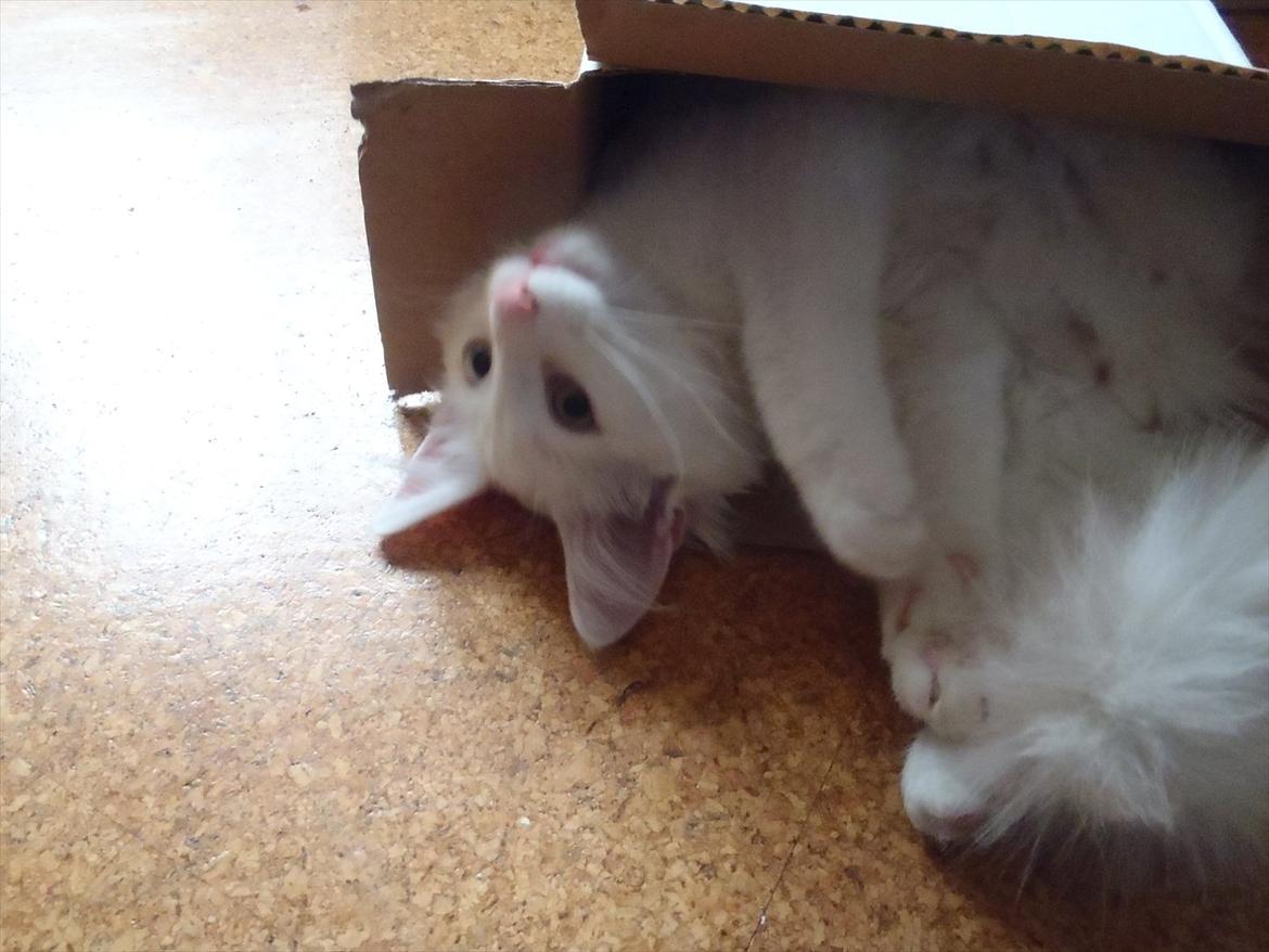 Norsk Skovkat *Avalon* - Dk Theen's Bromus billede 6