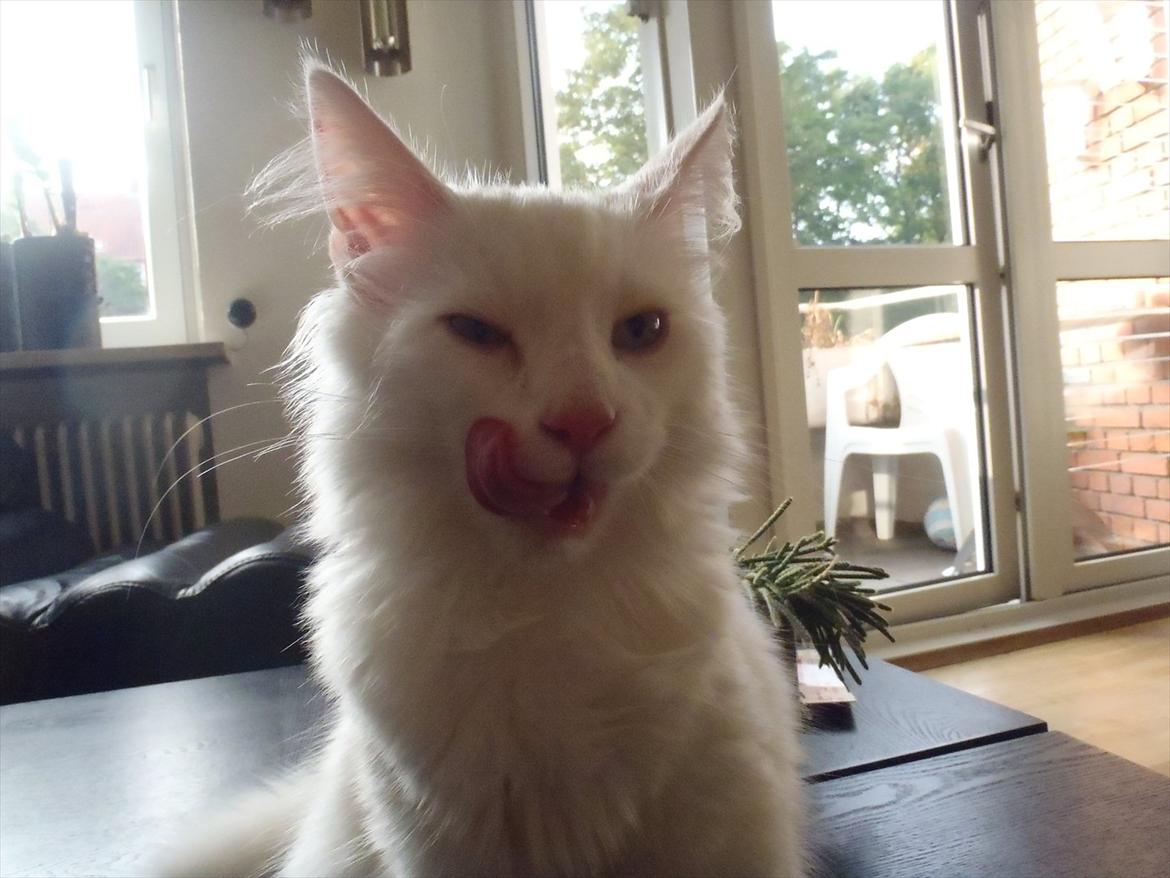 Norsk Skovkat *Avalon* - Dk Theen's Bromus billede 5