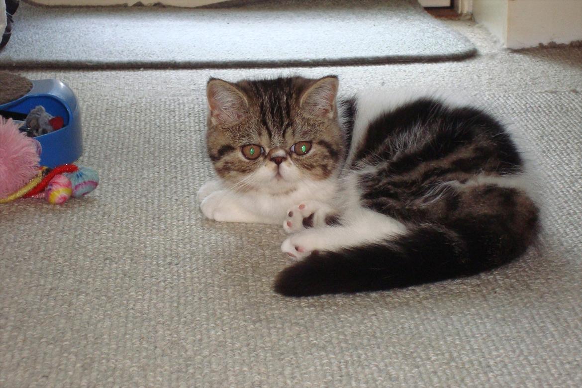 Exotic ronaldo billede 6